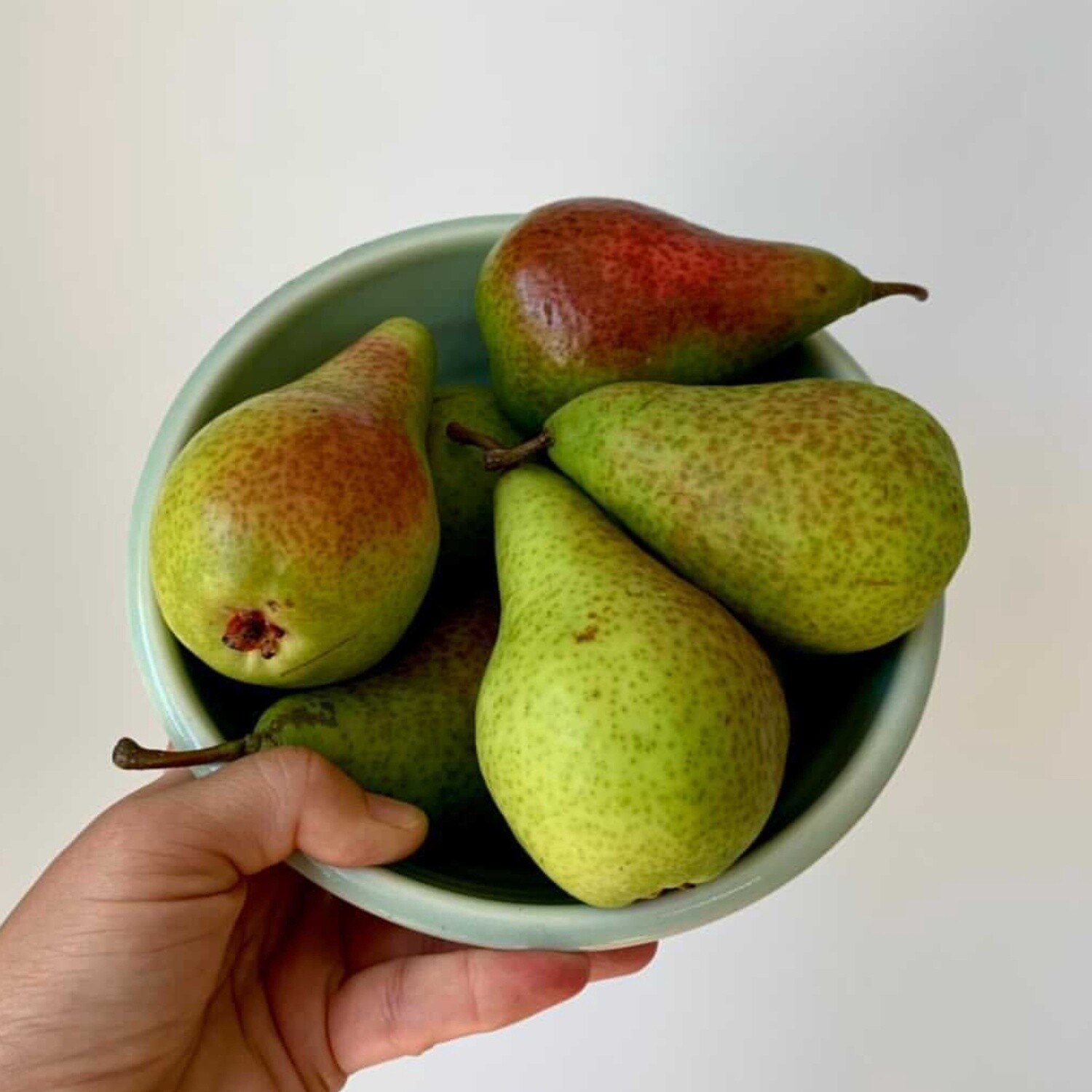 Pear Belle de Jumet