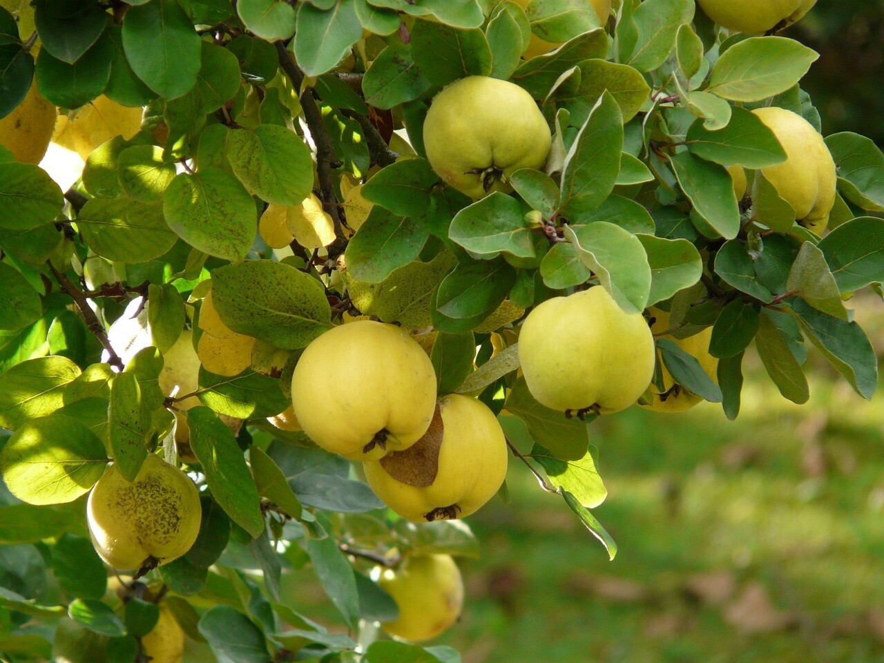 Quince Smyrna