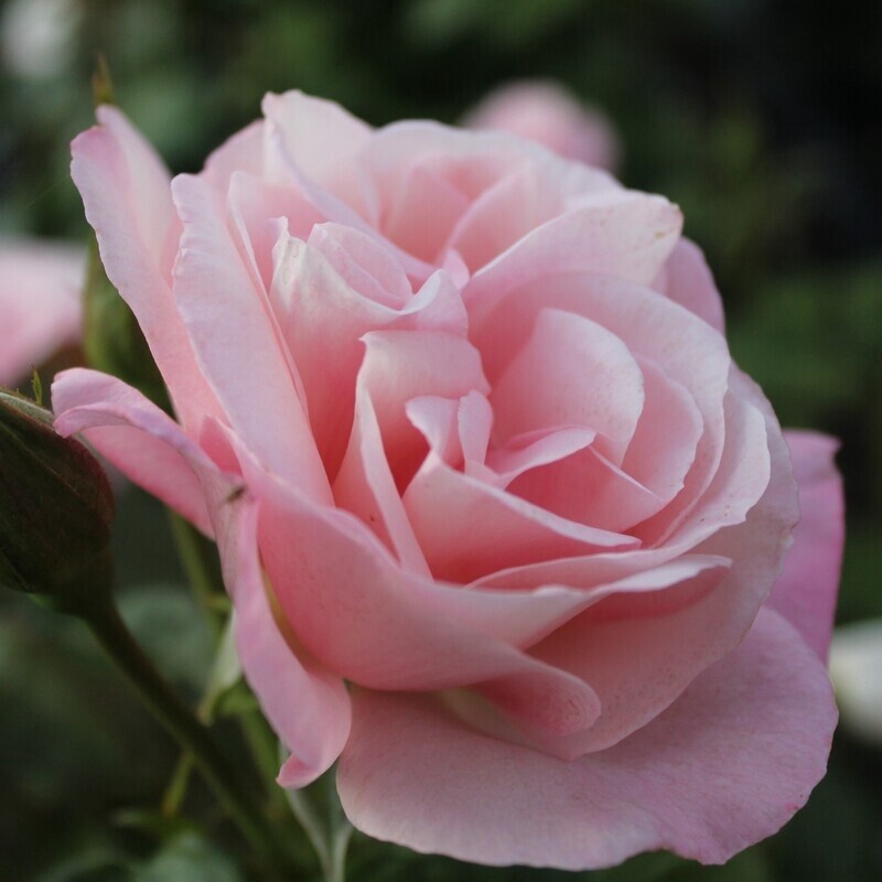 Rose All My Love