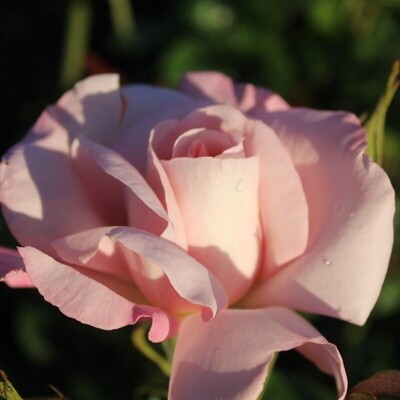 Rose All My Love