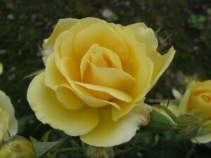 Rose Amorosa