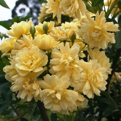 Rose banksia Lutea