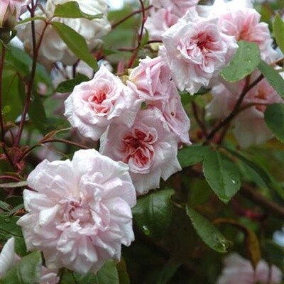 Rose Cecile Brunner