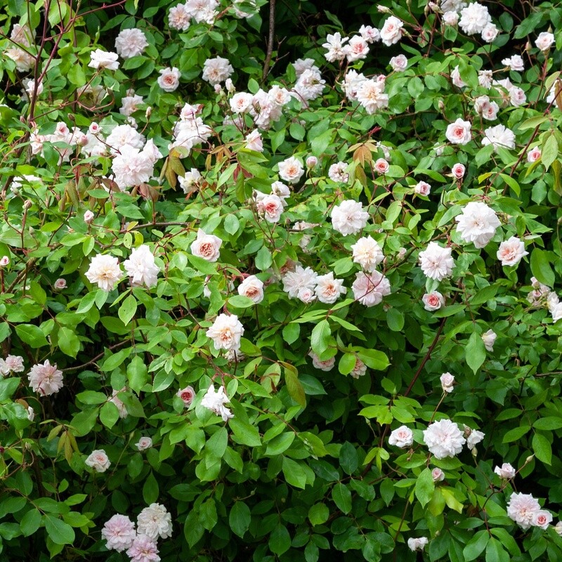 Rose Cecile Brunner