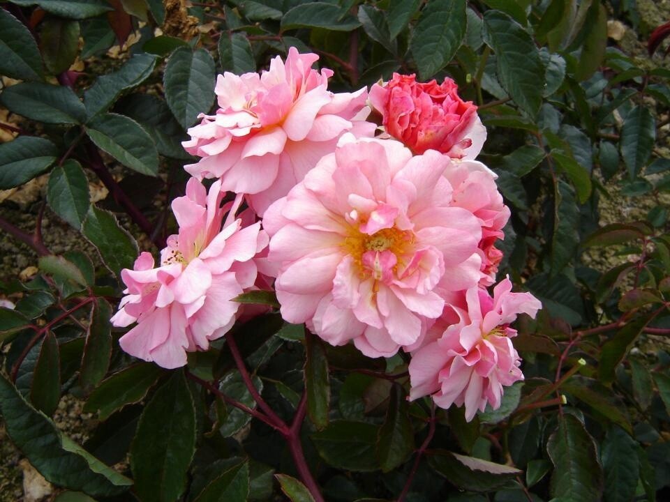 Rose Cornelia Hybrid Musk