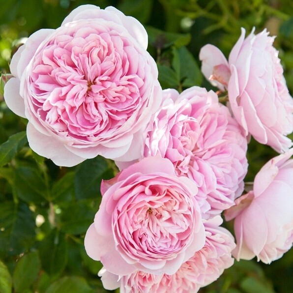 Rose Cupcake