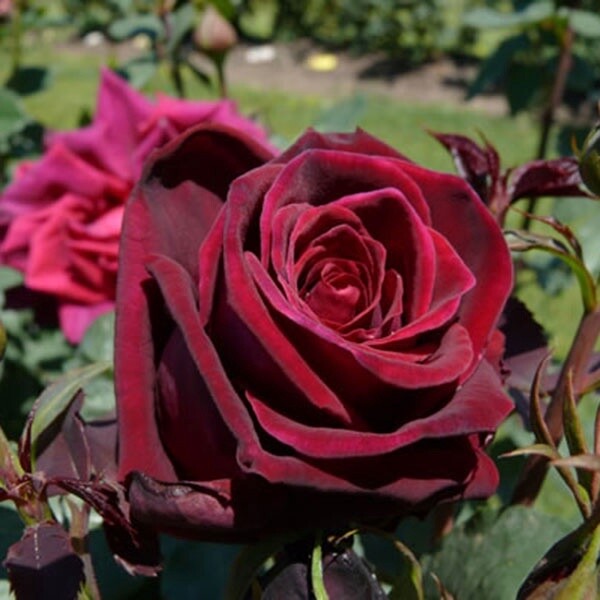 Rose Deep Secret