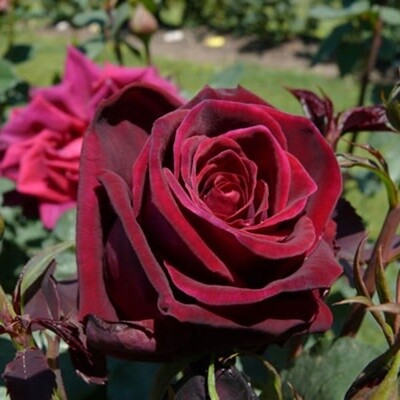 Rose Deep Secret