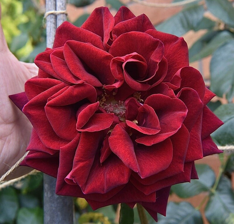 Rose Deep Secret