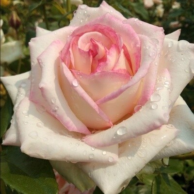 Rose Diamond Design