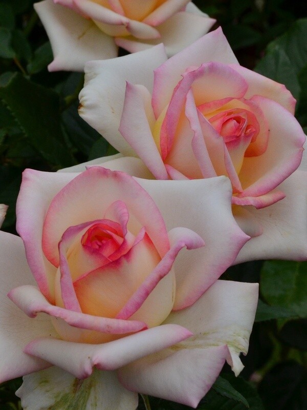 Rose Diamond Design