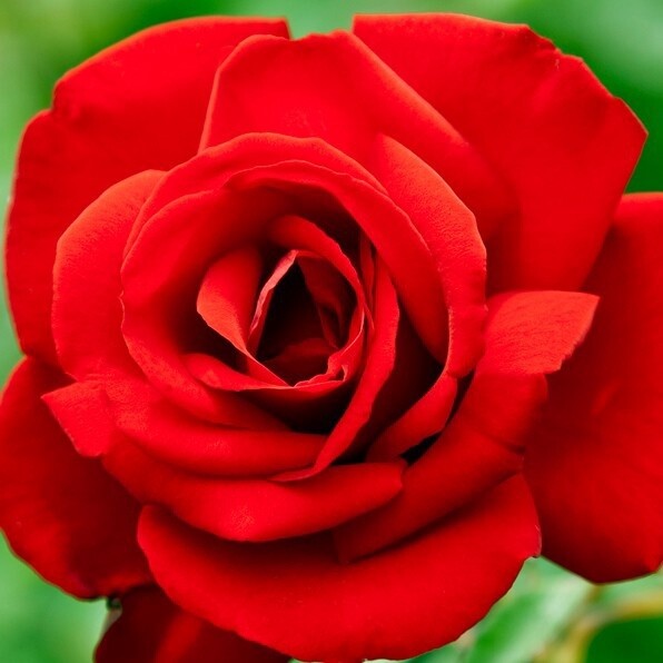 Rose Dublin Bay