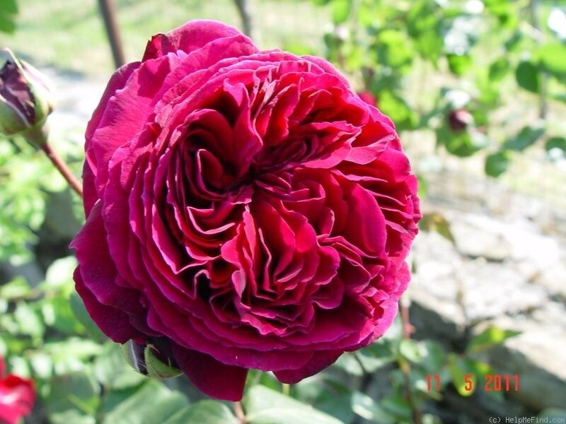 Rose Falstaff