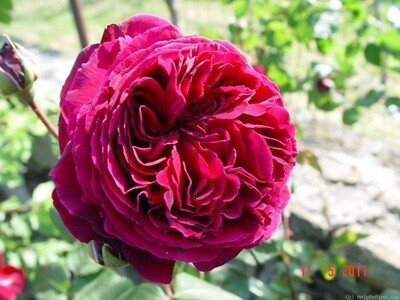 Rose Falstaff