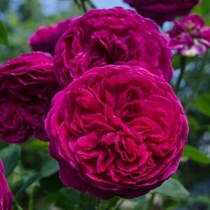 Rose Falstaff