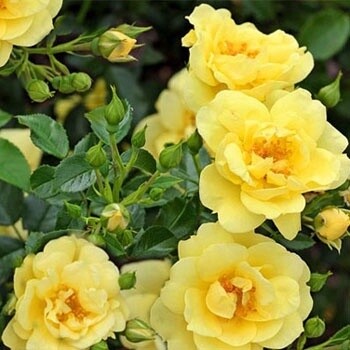 Rose Flower Carpet - Gold