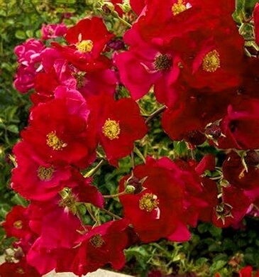 Rose Flower Carpet - Red