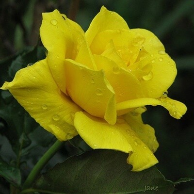 Rose Friesia