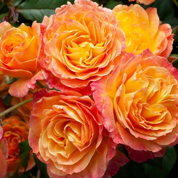 Rose Garden Delight