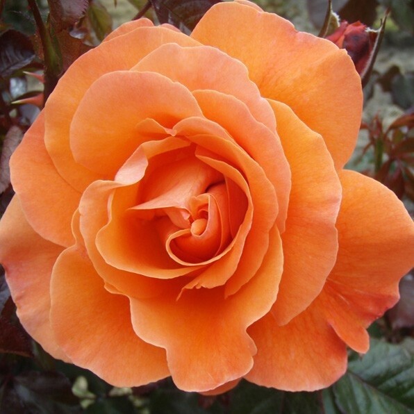 Rose Ginger Kisses