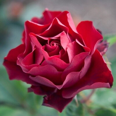 Rose Grand Prix Special
