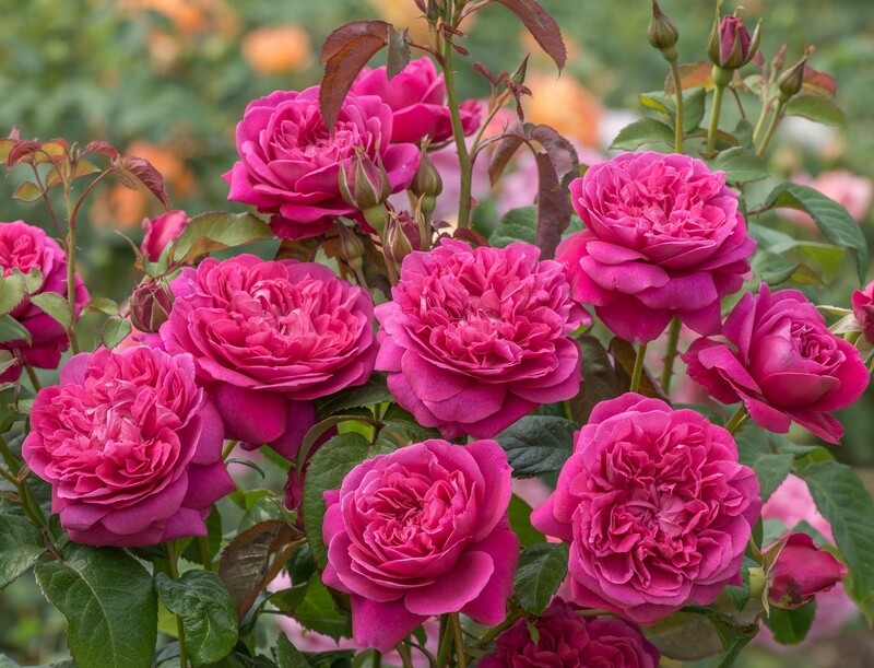 Rose James L. Austin