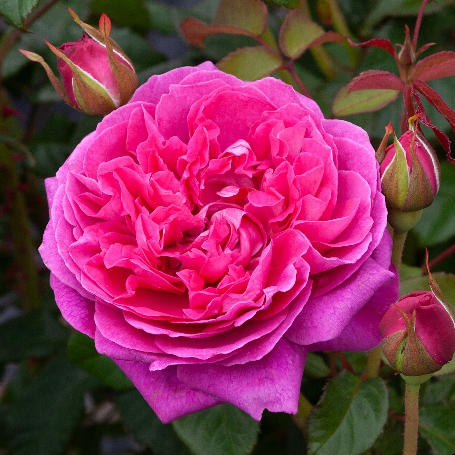 Rose James L. Austin