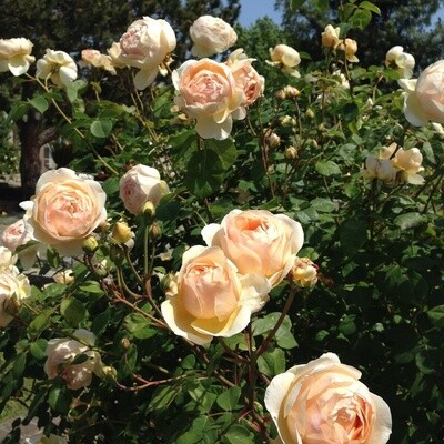 Rose Jude the Obscure