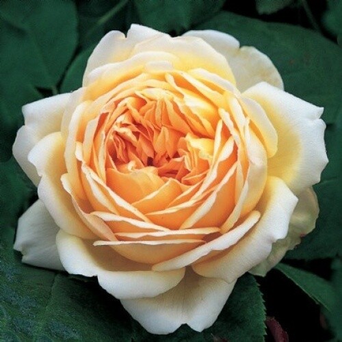 Rose Jude the Obscure