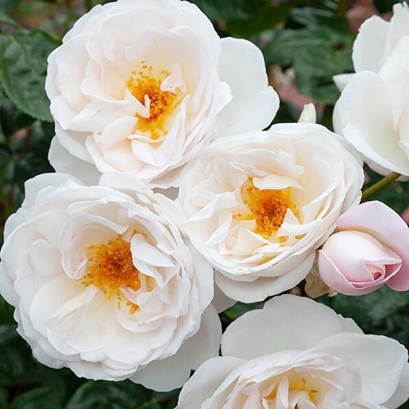 Rose Kiss The Bride