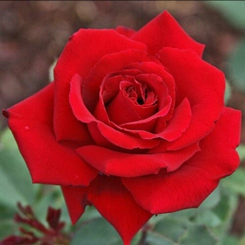 Rose Lasting Love