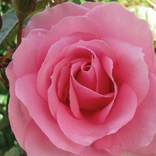 Rose Love Always