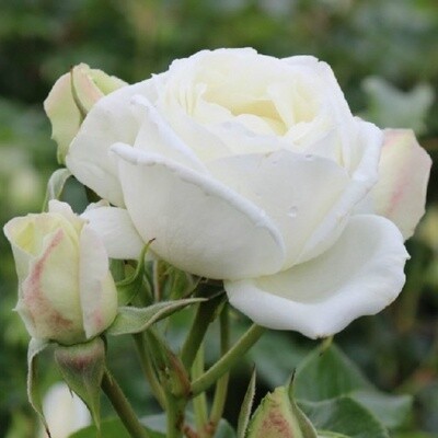 Rose Lluminis