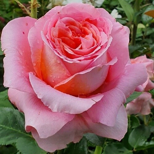 Rose Mamma Mia