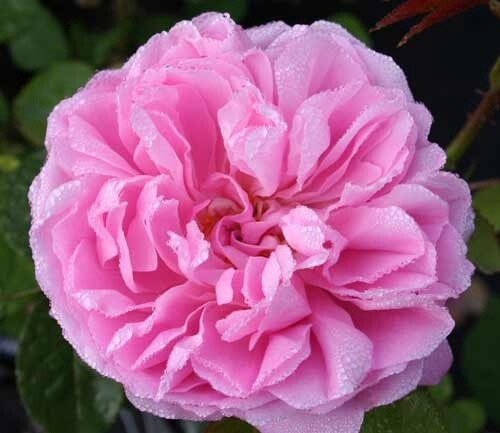 Rose Mary Rose