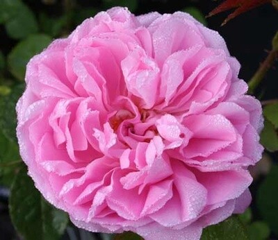 Rose Mary Rose