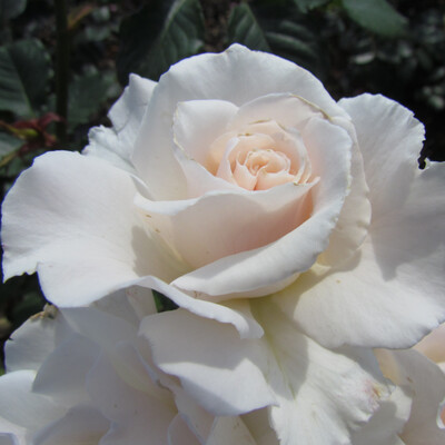 Rose Margaret Merril (Old do not use)