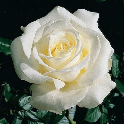 Rose Memoire - Standard 800mm
