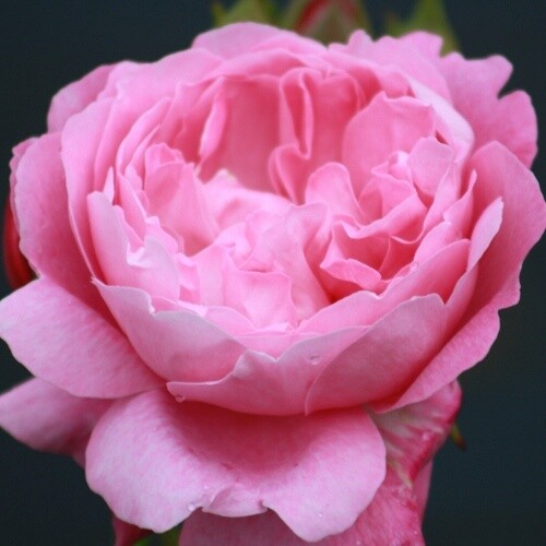 Rose Mary Rose