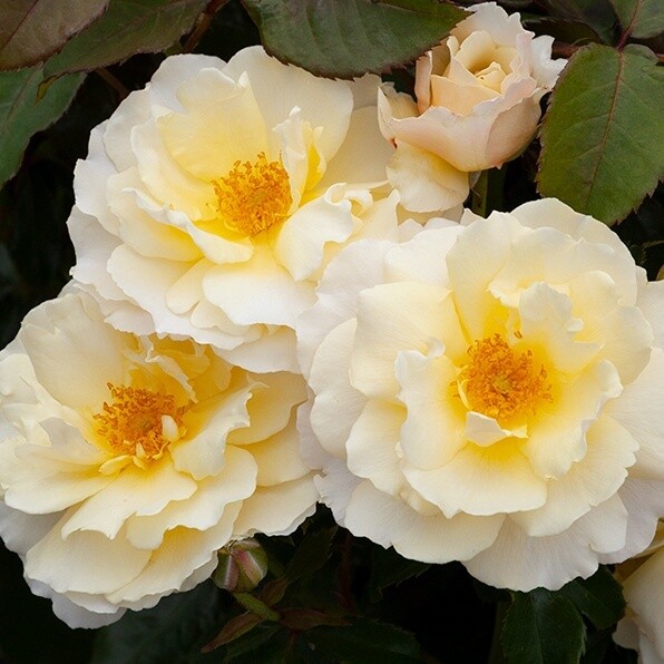 Rose My Precious