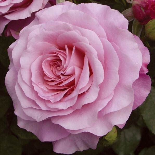 Rose My Girl