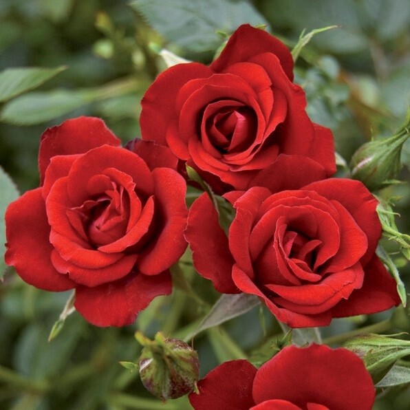Rose My Sister