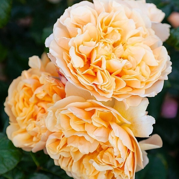Rose My Treasure