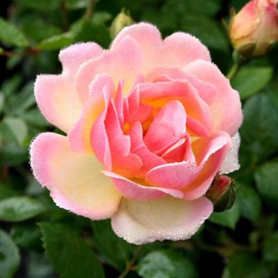 Rose Phyllis Bide