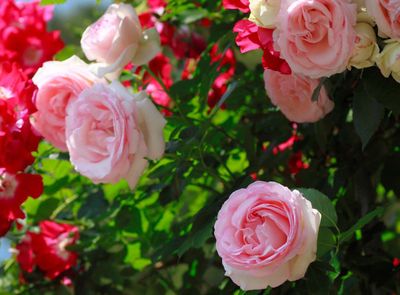 Rose Pierre De Ronsard