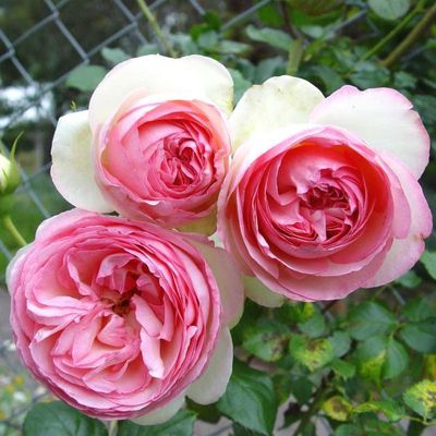Rose Pierre De Ronsard