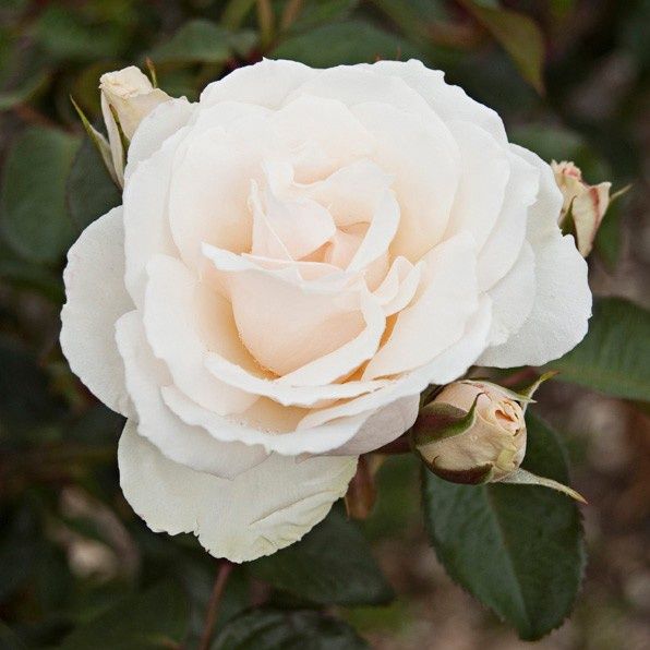 Rose Princess f Wales