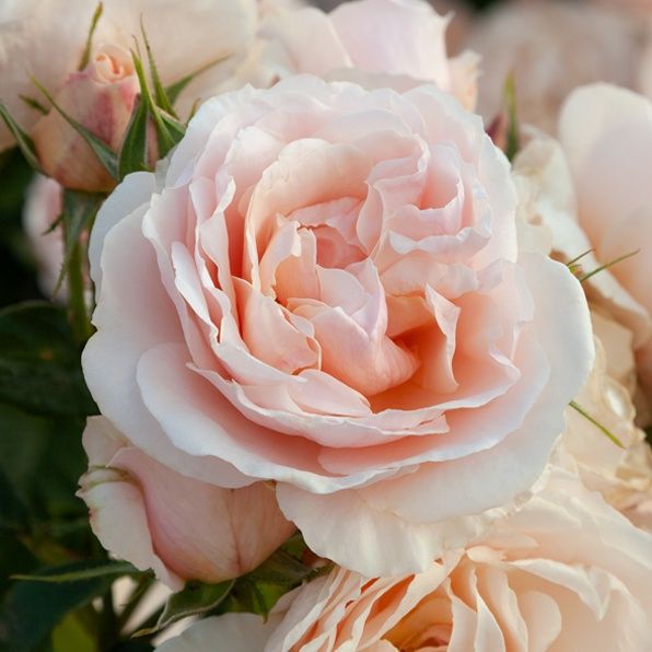 Rose Pure &amp; Simple