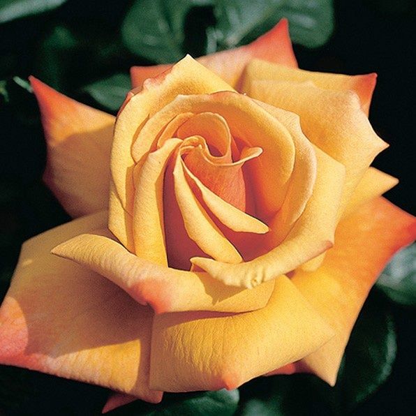 Rose Remember Me