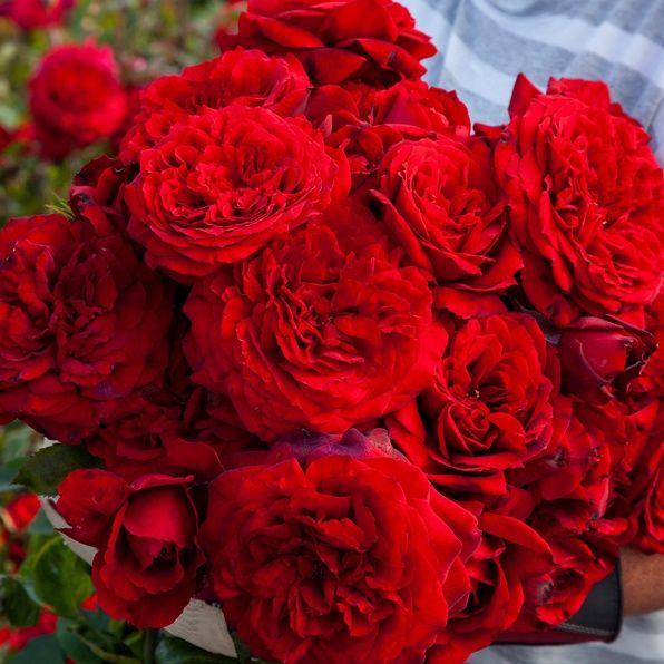 Rose Romeo